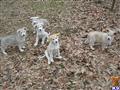 wolf dog puppy posted by UncRicky