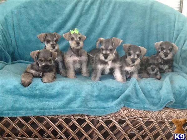 miniature schnauzer puppy posted by UribePuppies