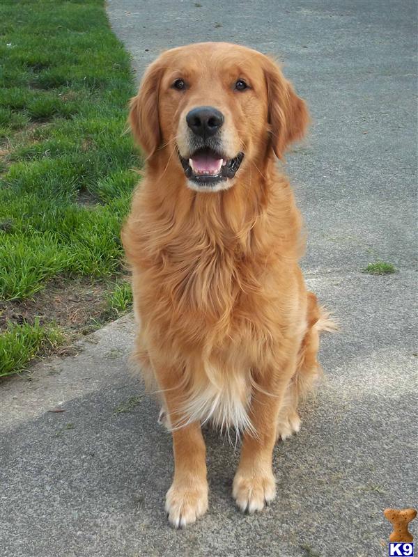 golden retriever stud fee golden retriever stud hfrs fishin fanatic 9 years golden retriever stud fee golden retriever stud hfrs fishin fanatic 9 years