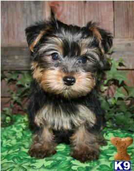 cute yorkie poos