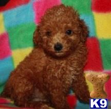 poodle puppy posted by VANITYPUPS