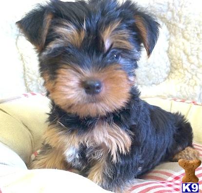 yorkie puppies buffalo ny terrier puppies for sale in new york yorkie puppies buffalo ny terrier puppies for sale in new york