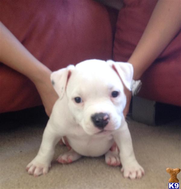american pit bull puppy posted by VEGASPITZ