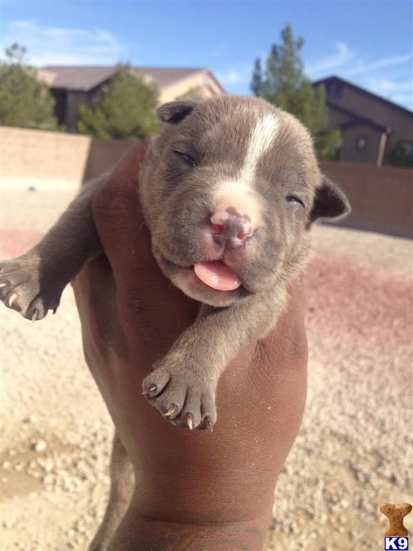 american pit bull puppy posted by VEGASPITZ