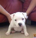american pit bull puppy posted by VEGASPITZ