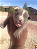 american pit bull puppy posted by VEGASPITZ
