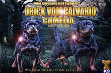 rottweiler puppy posted by VOMCALVARIO