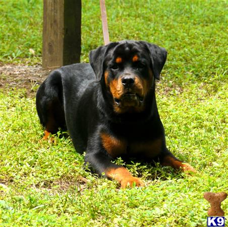 rottweiler puppy posted by VONDIVERHUS