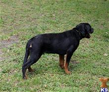 rottweiler puppy posted by VONDIVERHUS