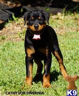 rottweiler puppy posted by VONDIVERHUS