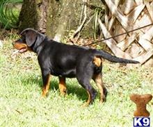 rottweiler puppy posted by VONDIVERHUS