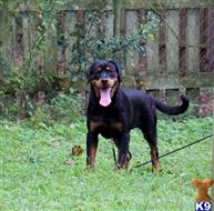 rottweiler puppy posted by VONDIVERHUS