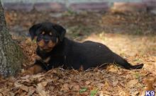 rottweiler puppy posted by VONDIVERHUS