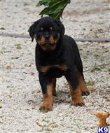 rottweiler puppy posted by VONDIVERHUS