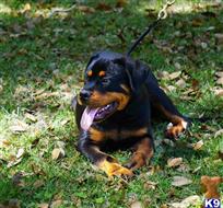 rottweiler puppy posted by VONDIVERHUS