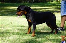 rottweiler puppy posted by VONDIVERHUS