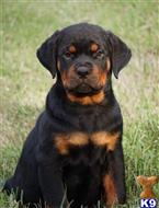 rottweiler puppy posted by VONDIVERHUS
