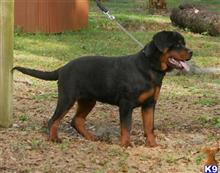 rottweiler puppy posted by VONDIVERHUS