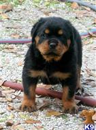 rottweiler puppy posted by VONDIVERHUS