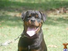 rottweiler puppy posted by VONDIVERHUS