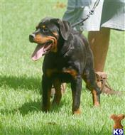 rottweiler puppy posted by VONDIVERHUS