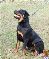rottweiler puppy posted by VONDIVERHUS