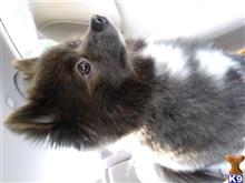 Chunbster available Pomeranian puppy located in GRAND JUNCTION