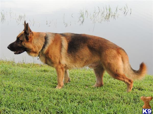 Image Result For German Shepherd Puppy Price Image Result For German Shepherd Puppy Price