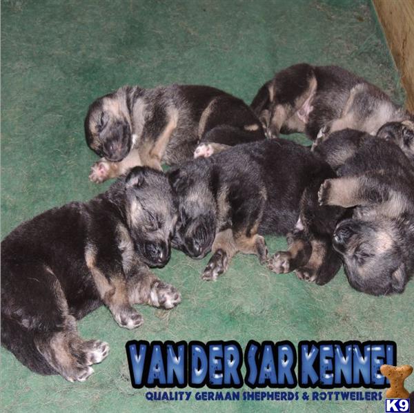 german shepherd puppies for sale in florida ta german shepherd puppy for sale puppies from der sar kennel located in ta 5 german shepherd puppies for sale in florida ta german shepherd puppy for sale puppies from der sar kennel located in ta 5