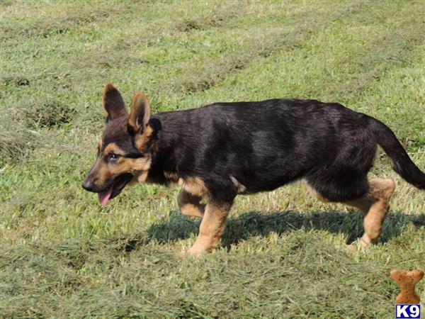 Dog Kennel For Sale Tampa Dog Kennel For Sale Tampa