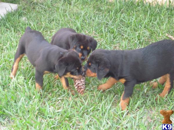 free puppies in west palm west palm fl dogs and puppies rachael edwards free puppies in west palm west palm fl dogs and puppies rachael edwards