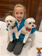 maltese puppy posted by Vanessa21