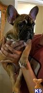 french bulldog puppy posted by VanessasFrenchieLove