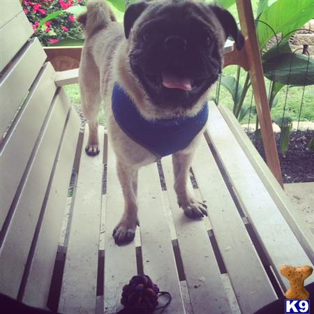 pug stud fee pug stud lav jellyrolls 4 years pug stud fee pug stud lav jellyrolls 4 years