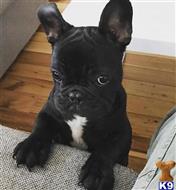 french bulldog puppy posted by Vensen456