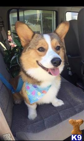 Pembroke Welsh Corgi stud dog