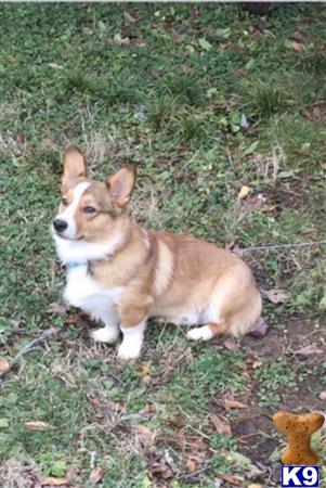 Pembroke Welsh Corgi stud dog