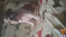 english bulldog puppy posted by Vic25