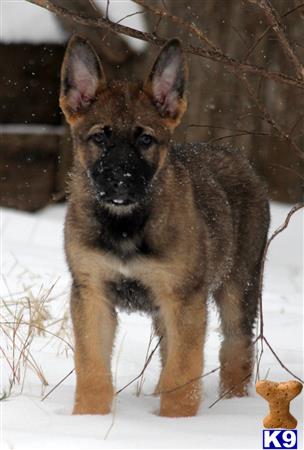 german shepherd puppy posted by VomAnfang