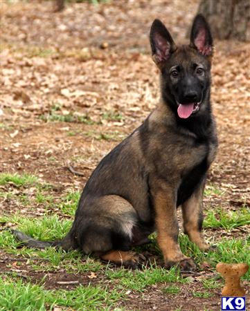 Dogs For Sale In Mansfield Tx Dogs For Sale In Mansfield Tx