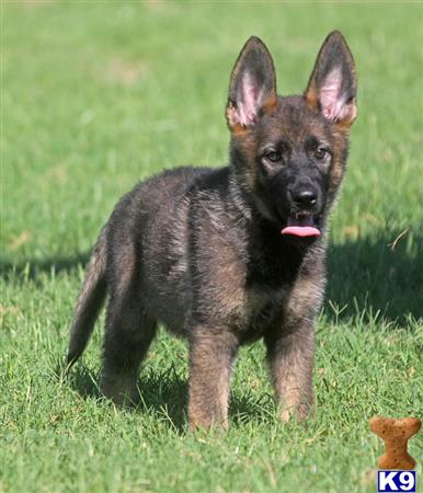 Dogs For Sale In Mansfield Tx Dogs For Sale In Mansfield Tx