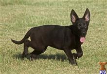 german shepherd puppy posted by VomAnfang