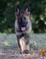 german shepherd puppy posted by VomAnfang