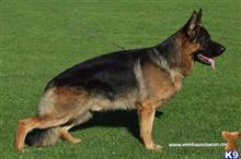 German Shepherd