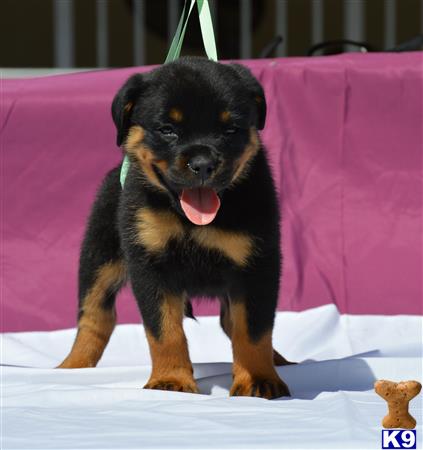 rottweiler puppy posted by VonSocorro
