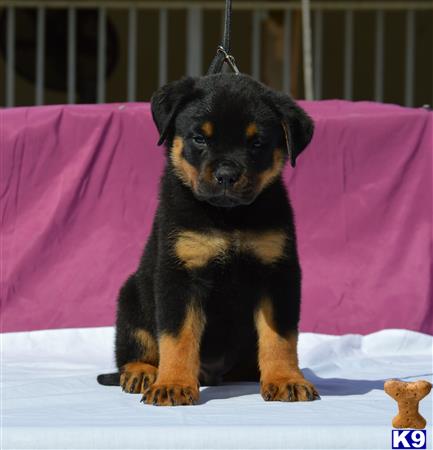 rottweiler puppy posted by VonSocorro