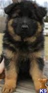german shepherd puppy posted by VonTscherokeseGermanShepherds