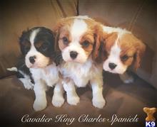cavalier king charles spaniel puppy posted by Vscarl