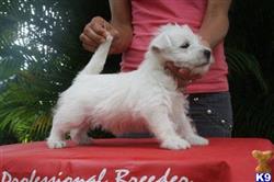west highland white terrier puppy posted by WESTIEBR