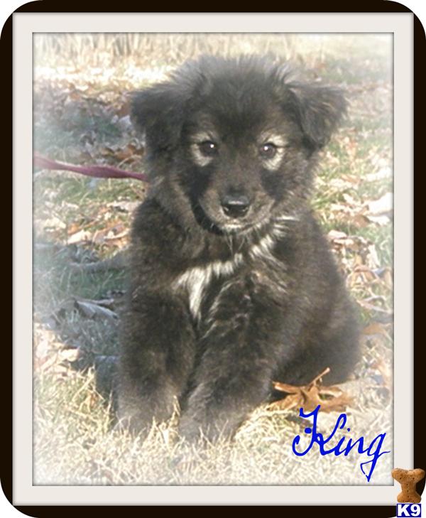 goberian puppies for sale goberian puppy price breeds picture goberian puppies for sale goberian puppy price breeds picture